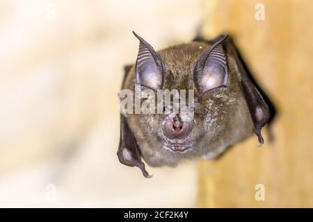 Große Hufeisenfledermaus (Rhinolophus ferrumenquinum) kommt in Europa, Nordafrika, Zentralasien und Ostasien vor. Es ist das größte Hufeisen Stockfoto