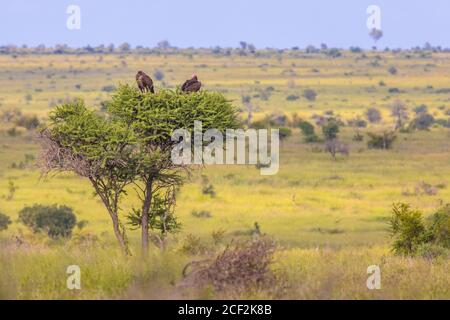 Zwei Lappet-Geier (Torgos tracheliotus) Mit rosafarbenem Kopf, der im Baum auf Savanne in Kruger ruht Nationalpark Südafrika Stockfoto