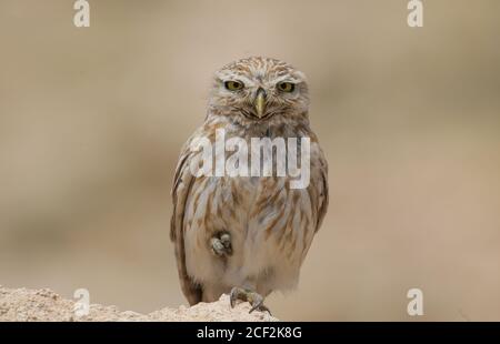 Kleine Eule (Athene noctua), die auf einem Bein auf Felsen steht Stockfoto