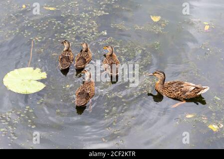 Stockente mit vier Enten auf Wasser Stockfoto