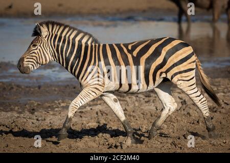 Erwachsene Zebra mit schlammigen Hufen, die in der Nähe eines Wasserlochs spazieren Kruger Park in Südafrika Stockfoto