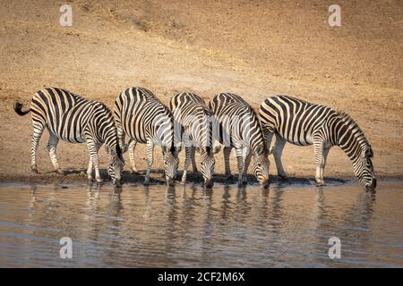 Kleine Zebraherde, die am Rand des Trinkwassers steht Mit sandigen Flussufer im Hintergrund im Krüger Park Süd Afrika Stockfoto