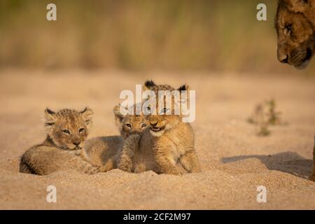 Kleine Löwen ruhen im Sand im Kruger Park in Südafrika Stockfoto