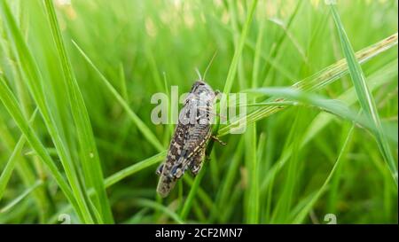 Grass Hopper Kriecht Das Grüne Gras Hinauf. Bush-Cricket Makroaufnahme. Sommer Morning Meadow Eastern Locust Auf Der Suche Nach Nahrung Im Wald. Bush-Cricket Stockfoto