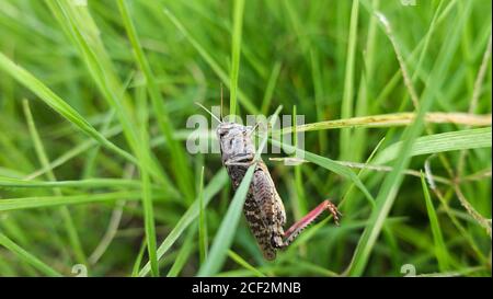 Grass Hopper Kriecht Das Grüne Gras Hinauf. Bush-Cricket Makroaufnahme. Sommer Morning Meadow Eastern Locust Auf Der Suche Nach Nahrung Im Wald. Bush-Cricket Stockfoto