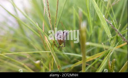 Grass Hopper Kriecht Das Grüne Gras Hinauf. Bush-Cricket Makroaufnahme. Sommer Morning Meadow Eastern Locust Auf Der Suche Nach Nahrung Im Wald. Bush-Cricket Stockfoto