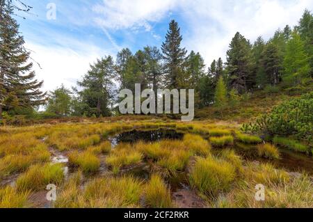 Himmel und Bäume spiegeln sich in einem kleinen Hochmoorsee am Moserkopf-Berg, Faningberg im Lungau. Herbststimmung, der Himmel ist bewölkt. Stockfoto