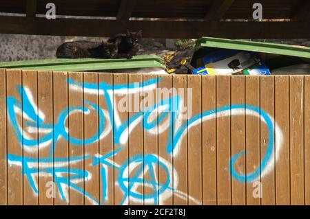 Katzen Felis cattus ruhen auf Müllcontainern und Graffiti. Rodellar. Naturpark der Berge und Canyons von Guara. Huesca. Aragon. Spanien. Stockfoto