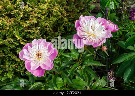 Chinesische Pfingstrose 'Bowl of Beauty' (Paeonia lactiflora) blüht. Stockfoto