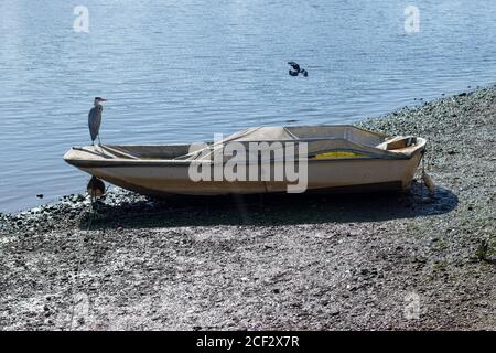 Heron sitzt auf einem Boot mit einem Deckel darauf Wird bei Ebbe in Chiswick aufgesetzt Stockfoto