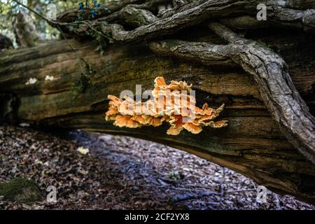 Huhn des Waldpilzes (Laetiporus schwefelig) auf einem toten Baumstamm im Spätsommer im New Forest in Hampshire, England, Großbritannien Stockfoto