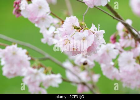 Prunus pendula f. ascendens 'Rosea' steigende Trauerkirsche 'Rosea'. Prunus 'Beni-higan'. Prunus × subhirtella. Prunus × subhirtella 'ascendens Rosea Stockfoto