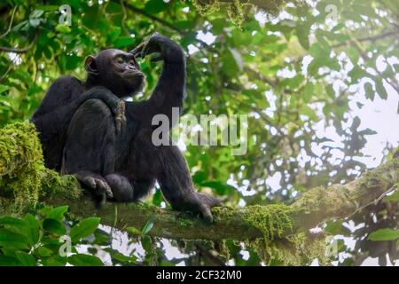 Low-Angle-Ansicht eines einsamen wilden männlichen Schimpansen (Pan troglodytes), der in seinem natürlichen Waldhabitat in Uganda auf einem Baumzweig sitzt. Stockfoto