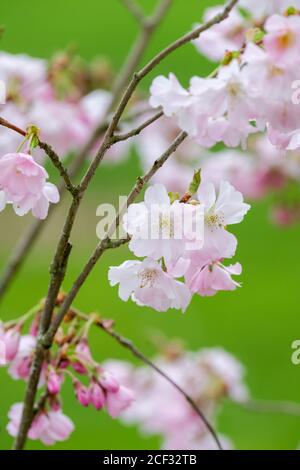 Prunus pendula f. ascendens 'Rosea' steigende Trauerkirsche 'Rosea'. Prunus 'Beni-higan'. Prunus × subhirtella. Prunus × subhirtella 'ascendens Rosea Stockfoto