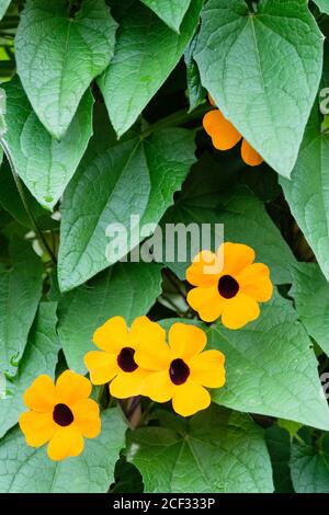 Thunbergia alata 'Orange Schönheit'. Schwarze Augen Susan 'Orange Beauty'. Gelb/Orange Blumen wachsen auf einer Stütze