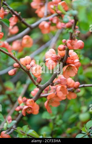 Korallenrosa Blüten im frühen Frühjahr von Chaenomeles superba 'Coral Sea'. Japanische Quitte 'Coral Sea' oder Maule's Quitte 'Coral Sea'. Stockfoto