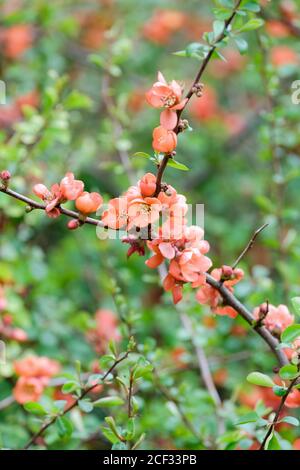 Korallenrosa Blüten im frühen Frühjahr von Chaenomeles superba 'Coral Sea'. Japanische Quitte 'Coral Sea' oder Maule's Quitte 'Coral Sea'. Stockfoto