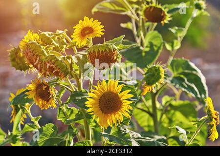 Sonnenblume. Sonnenblumenfeld gegen Sommerwiese im Hintergrund Stockfoto