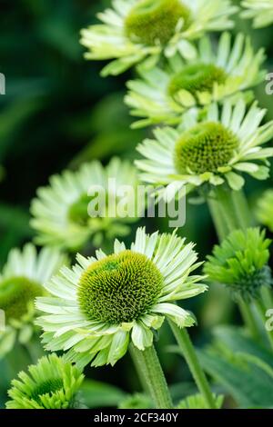 Echinacea purpurea 'Green Jewel'. Violette Blütenkeule. „Green Jewel“. Hellgrüne Blütenblätter, die einen großen zentralen grünen Kegel umgeben Stockfoto