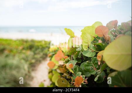 Nahaufnahme der grünen Blätter in der Nähe von Trail, der zum Strand führt In Indialantic FL Stockfoto