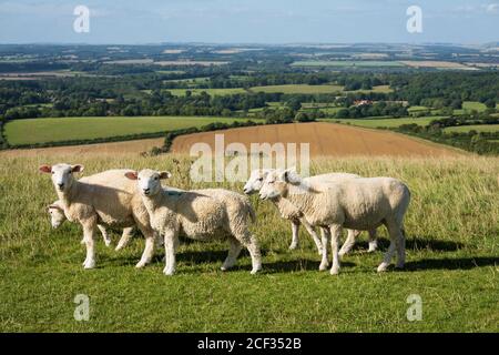 Schafe auf Inkpen Hill mit Ackerland im Hintergrund, Inkpen, in der Nähe von Hungerford, West Berkshire, England, Großbritannien, Europa Stockfoto