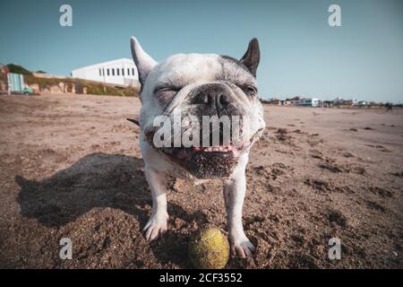 Französische Bulldogge spielt mit ihrem Ball am Strand Stockfoto