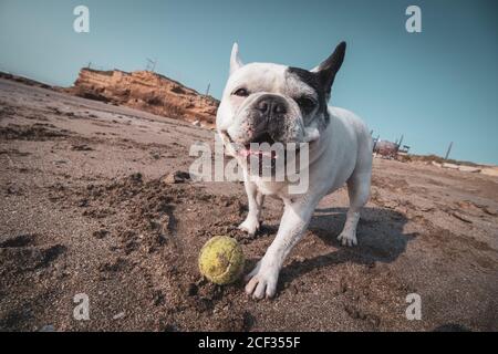 Französische Bulldogge spielt mit einem Tennisball am Strand Stockfoto