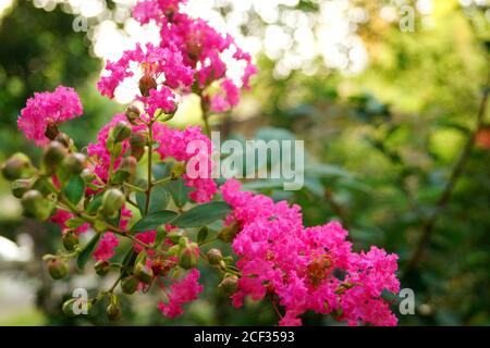 Eine Nahaufnahme von schönen rosa Blumen. Stockfoto