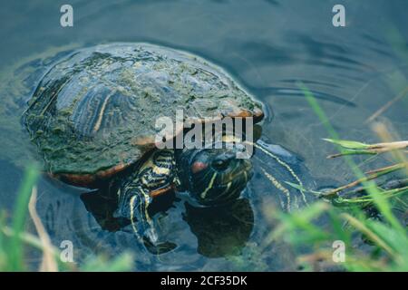 Rotohriger Slider am Cox Arboretum Stockfoto