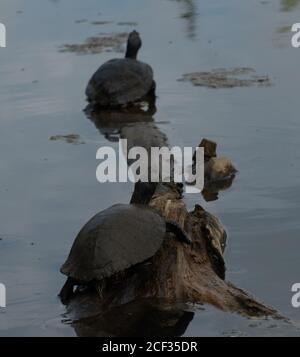 Mehrere Rotohrschildkröten am Cox Arboretum Stockfoto