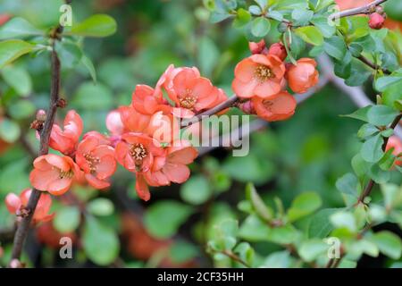 Korallenrosa Blüten im frühen Frühjahr von Chaenomeles superba 'Coral Sea'. Japanische Quitte 'Coral Sea' oder Maule's Quitte 'Coral Sea'. Stockfoto