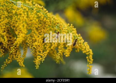 Bienen sammeln Nektar aus gelben Blüten Stockfoto