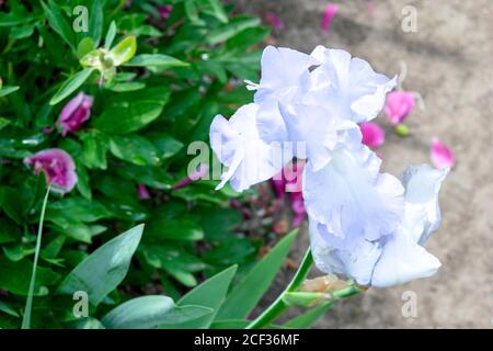 Blassblaue Irisblüte, die im Frühling im Garten blüht Stockfoto