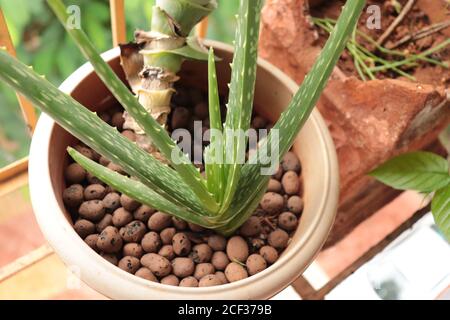 Aloe Vera Pflanze wächst auf Balkon Garten Stockfoto