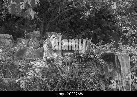 Weibliche asiatische Löwe (Panthera leo persica) Bristol Zoological Gardens. August 2019. Stockfoto