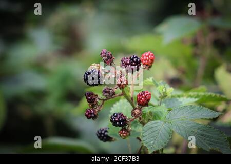 Brombeeren Stockfoto