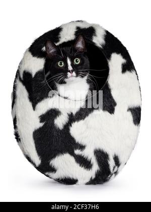 Niedliche schwarz-weiße Smoking Katze, sitzt in schwarz-weißen Pelzkorb. Neugierig auf die Kamera mit grünen Augen und schwarzer Nase. Isoliert auf w Stockfoto