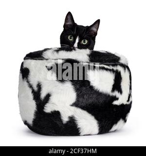 Niedliche schwarz-weiße Smoking Katze, sitzt in schwarz-weißen Pelzkorb. Neugierig auf die Kamera mit grünen Augen und schwarzer Nase. Isoliert auf w Stockfoto