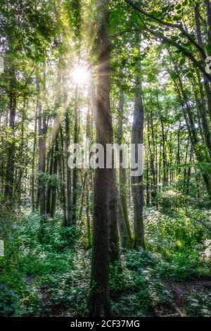 Sunburst through trees, Ashdown Forest, East Sussex, Großbritannien Stockfoto