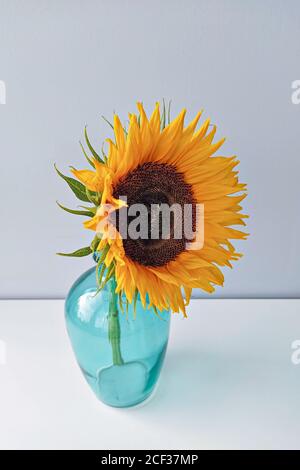 Einzelne Sonnenblumenblume in blauer Vase vor hellem Hintergrund, vertikales Format Stockfoto