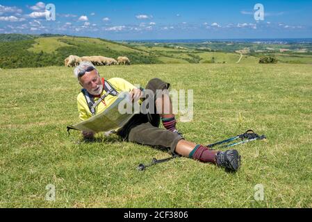 Alter männlicher Wanderer, der auf einer Wiese liegt und anschaut Eine Karte mit Schafen im Hintergrund Stockfoto