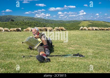 Älterer männlicher Wanderer, der auf einer Wiese liegt und anschaut Eine Karte mit Schafen im Hintergrund Stockfoto