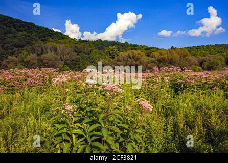 Gefleckter Joe-Pye-Weed, Eupatorium maculatum, wächst in einer feuchten Wiese im Prompton State Park, Wayne County, Pennsylvania Stockfoto