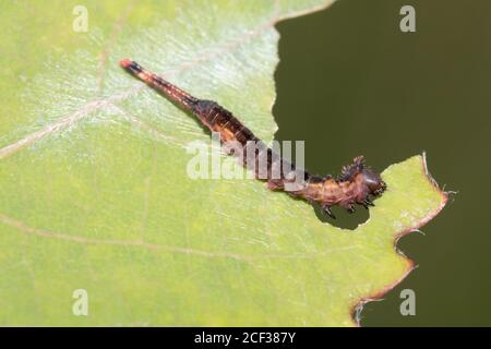 Raupe der Puss-Motte (Cerura vinula). Sussex, Großbritannien. Stockfoto