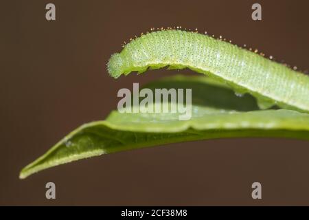 Schwefel (Gonepteryx rhamni) Schmetterlingsraupen auf Erle-Sanddorn (Frangula alnus). Sussex, Großbritannien. Stockfoto