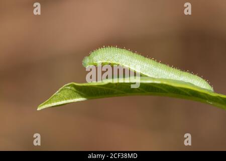 Schwefel (Gonepteryx rhamni) Schmetterlingsraupen auf Erle-Sanddorn (Frangula alnus). Sussex, Großbritannien. Stockfoto