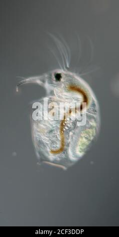 Wasserfloh mit Embryo und Antennen bei starker Vergrößerung in Der Wassertropfen Stockfoto