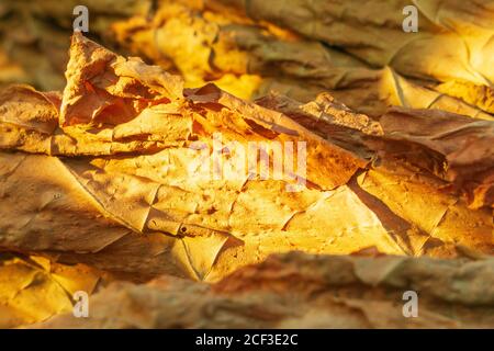 Trocknen von Tabak. Klassische Art und Weise des Trocknens von Tabakblättern, hängend, um in der Sonne zu trocknen. Stockfoto