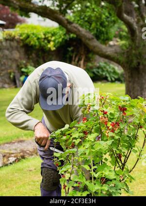 Mann, der im Sommergarten reife rote Johannisbeeren aus dem roten aktuellen Busch sammelt. Stockfoto