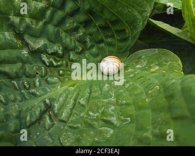 Schneckenschale auf einem grün strukturierten Pflanzenblatt nach dem Regen an einem Sommertag Stockfoto